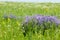 Field pea flowers Mouse. sweet peas flowers. Sweet pea