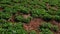 A field with a peanut plantation Arachis hypogaea