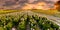 Field of Peonies in Flevoland during the sunset