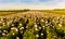 Field of Peonies in Flevoland during the sunset