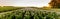 Field of Peonies in Flevoland during the sunset