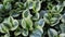Field of Peperomia obtusifolia marble variegata form a beautiful background in a garden
