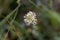 Field pepperwort flower, Lepidium campestre