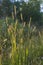 Field perennial grass in the rays of the setting sun