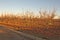 A field of persimmons with fruit on the ground