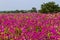 Field of petunias