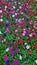 Field of petunias flowers, top view. Petunia pattern close up