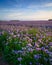 Field of Phacelia Crop in portrait mode