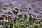 Field of Phacelia tanacetifolia or Lacy Phacelia