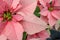 Field of pink Christmas stars in greenhouse for sale. photo of Poinsettia flowers