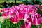 Field of pink colored gesneriana tulips from the family Liliaceae