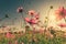 Field pink cosmos flower and sunlight with vintage toned