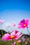 Field of pink cosmos flowers and blue sky