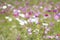 A field of pink cosmos flowers glistening in a dream, blur and solf focus