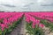 Field with pink flowering tulip bulbs