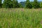 Field with pink flowers of fireweed Ivan - tea on the background of the forest