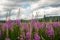 Field with pink flowers of fireweed Ivan - tea on a background of forest and blue sky