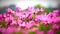 Field of pink flowers, HD 1080P