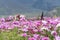 Field of pink flowers in Spring at Kangding, China