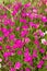 Field of pink grass carnations