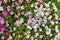 Field of pink grass carnations