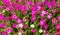 Field of pink grass carnations