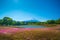 Field of pink moss of Sakura or cherry blossom in Japan