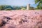 Field of Pink Muhly grass and Cheomseongdae an ancient Astrological Observatory in Gyeongju Korea