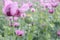 Field of pink opium poppy