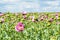 Field of pink opium poppy, also called breadseed poppies