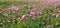 Field of pink opium poppy, Papaver somniferum