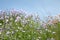 Field of pink and purple flowers