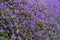 A field of pink starburst flower. Macro image of violet flower, abstract soft floral background. Blooming purple flower