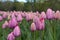 Field of Pink Tulips