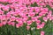 A field of pink tulips, flowerculture in Keukenhof in Lisse, Netherlands