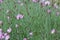 Field of pinkish flowering Common pink Dianthus plumarius