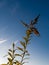 Field plant against the sky. Wild Grass Clear sky.