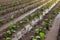 A field planted with young eggplant seedlings after heavy rain. Rows of a farm fields on a summer sunny day. Agroindustry. Growing