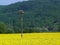 Field of plants for bio fuel