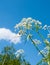 Field plants heracleum with cabbage butterfly on the background