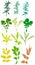 Field plants, herbs, leaves - vector, traced