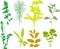 Field plants, herbs, leaves - vector, traced