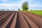 Field with plowed furrows in early summer