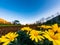 Field plowed and milled in the countryside, in the foreground yellow daisies