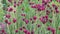 Field of Plume Thistle, Cirsium rivulare 'Atropurpureum', flowers
