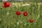 Field poppies