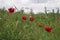 Field poppies