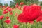 Field of poppies 2