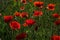 Field with poppies