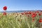 Field of poppies